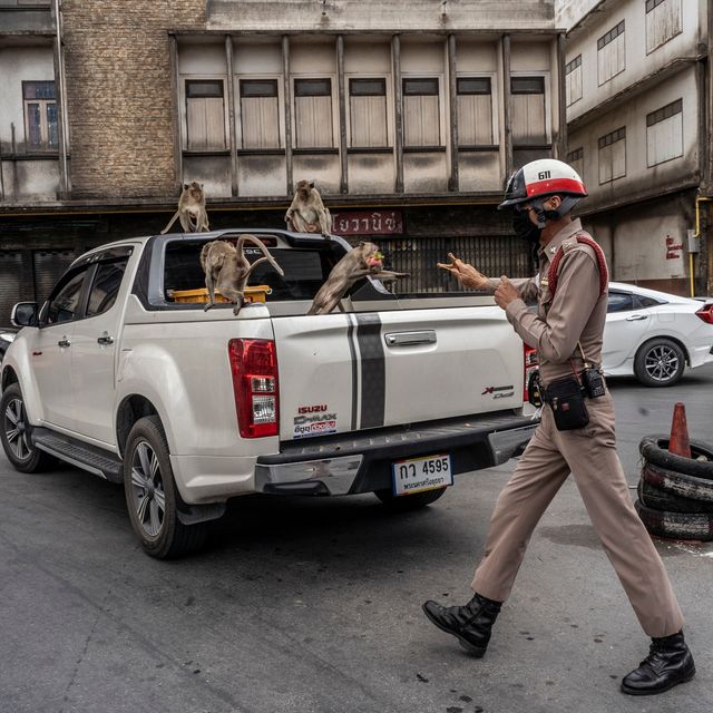 Мавпи захопили місто в Таїланді: вражаючі фото - фото 418209
