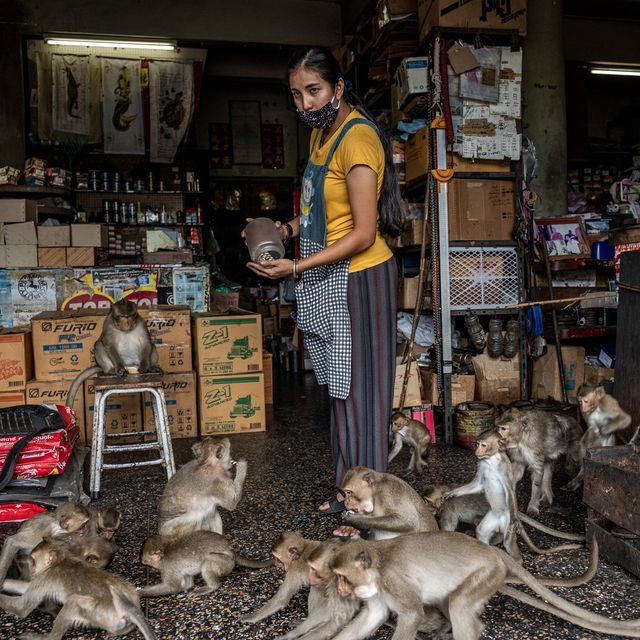 Мавпи захопили місто в Таїланді: вражаючі фото - фото 418210