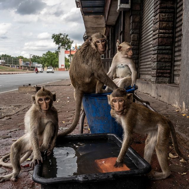 Мавпи захопили місто в Таїланді: вражаючі фото - фото 418211