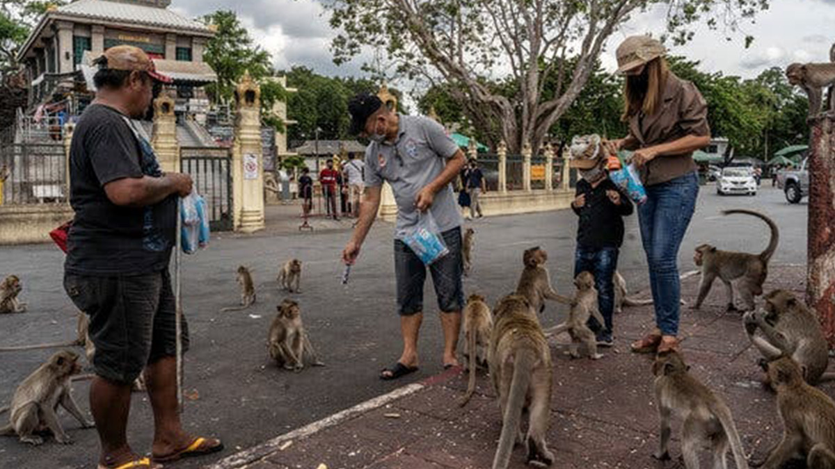 Мавпи захопили місто в Таїланді: вражаючі фото - фото 1