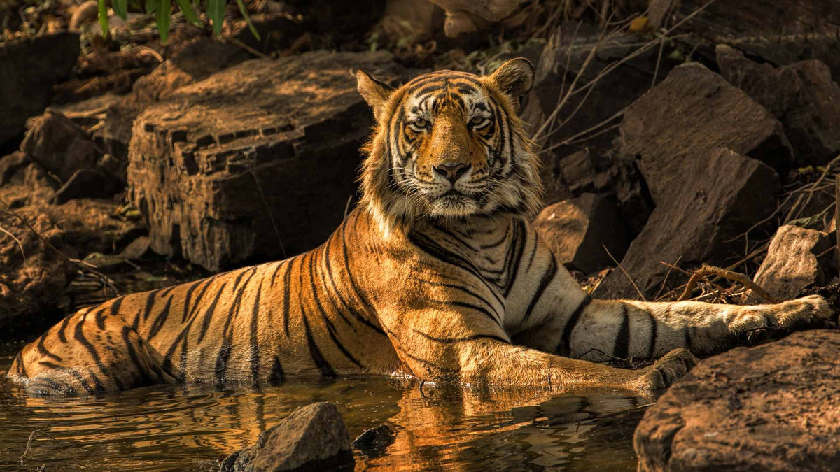 Дослідження пояснило, чому люди охоче допомагають тиграм - фото 1