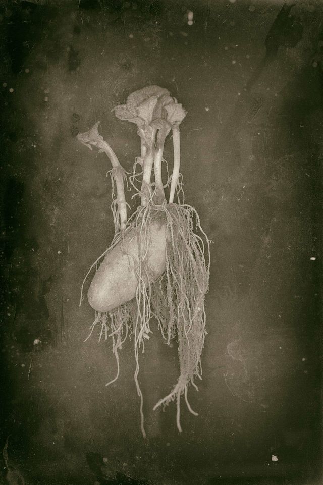 Британці придумали конкурс іронічних фотографій картоплі – дивіться, що з цього вийшло - фото 418436