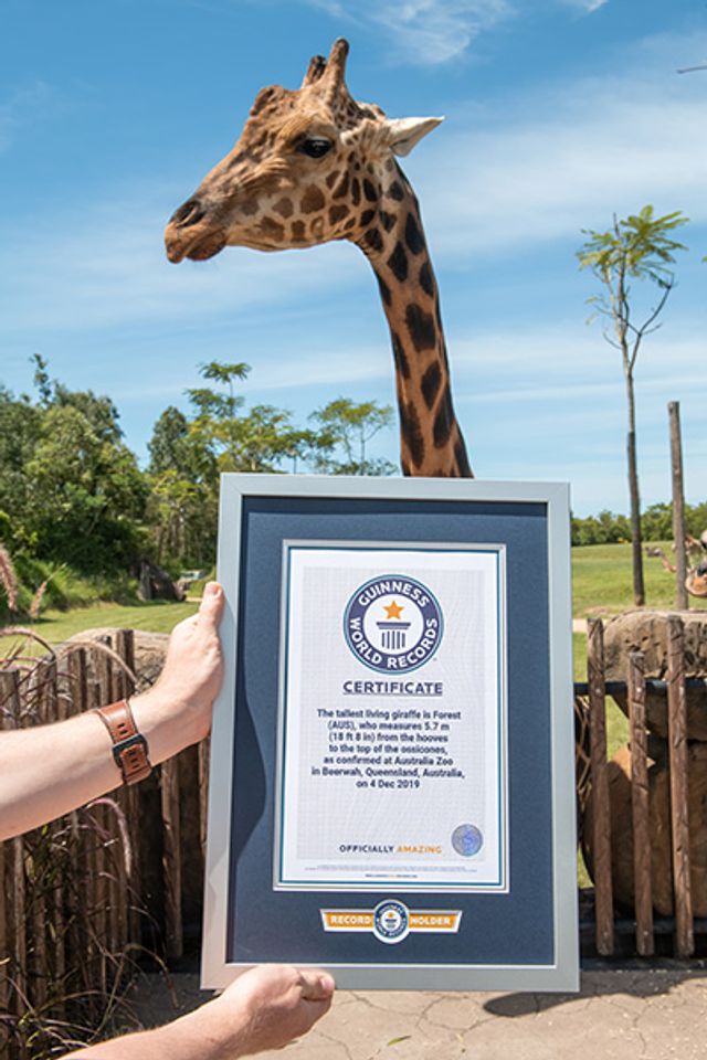 В Австралії знайшли найвищого жирафа у світі: фотофакт - фото 418761