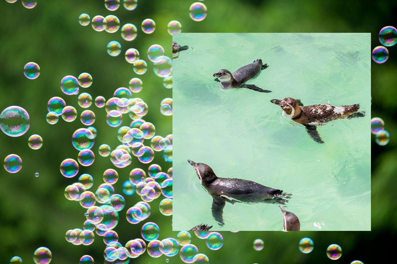 Дивіться, як пінгвіни у Британському зоопарку реагують на мильні бульбашки: кумедне відео