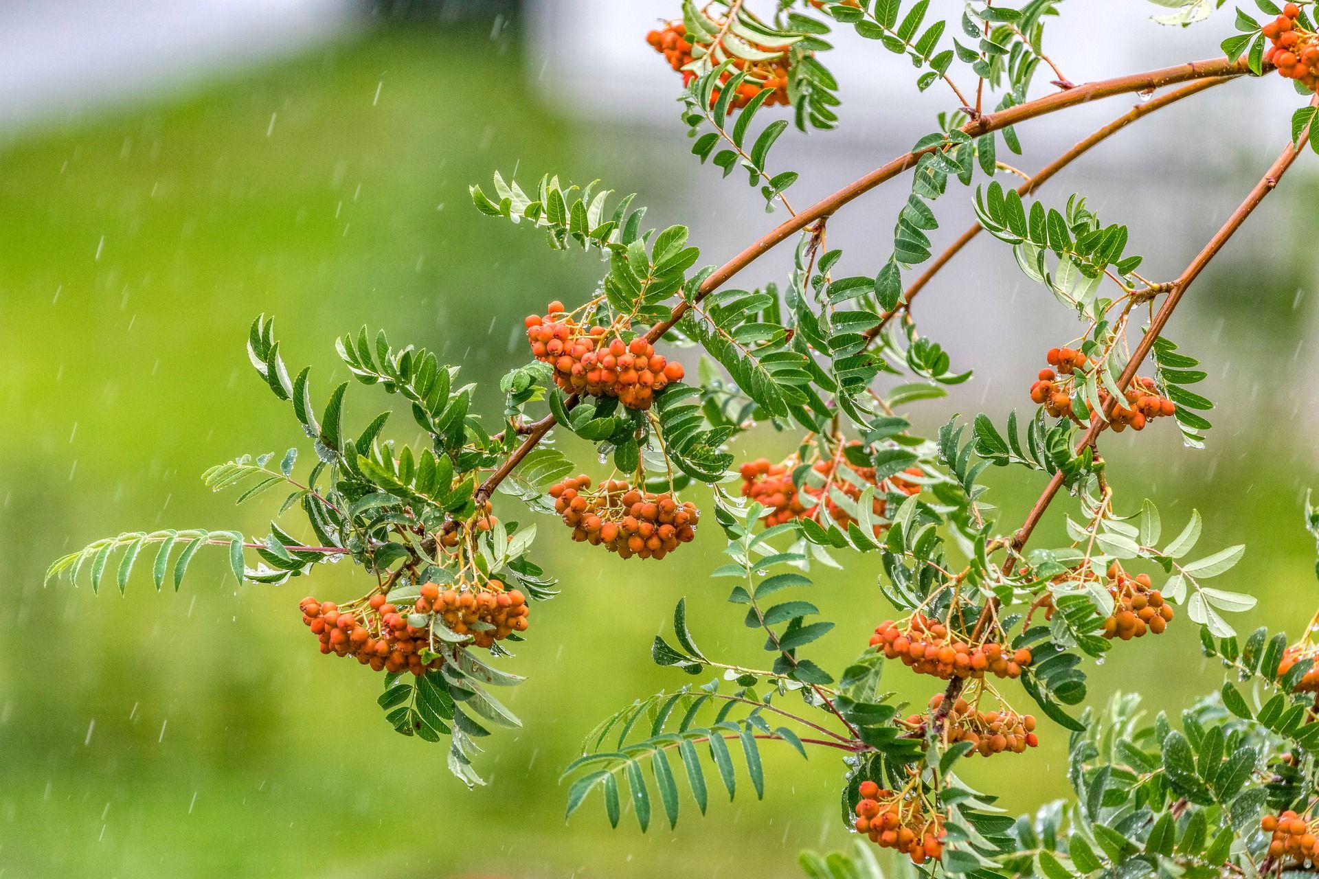 Погода в Україні 7 серпня: де пройдуть дощі з грозами