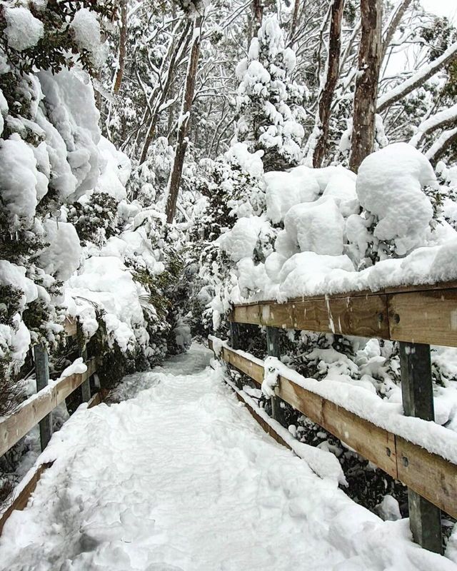 Австралію раптово засипало снігом: фото - фото 419760