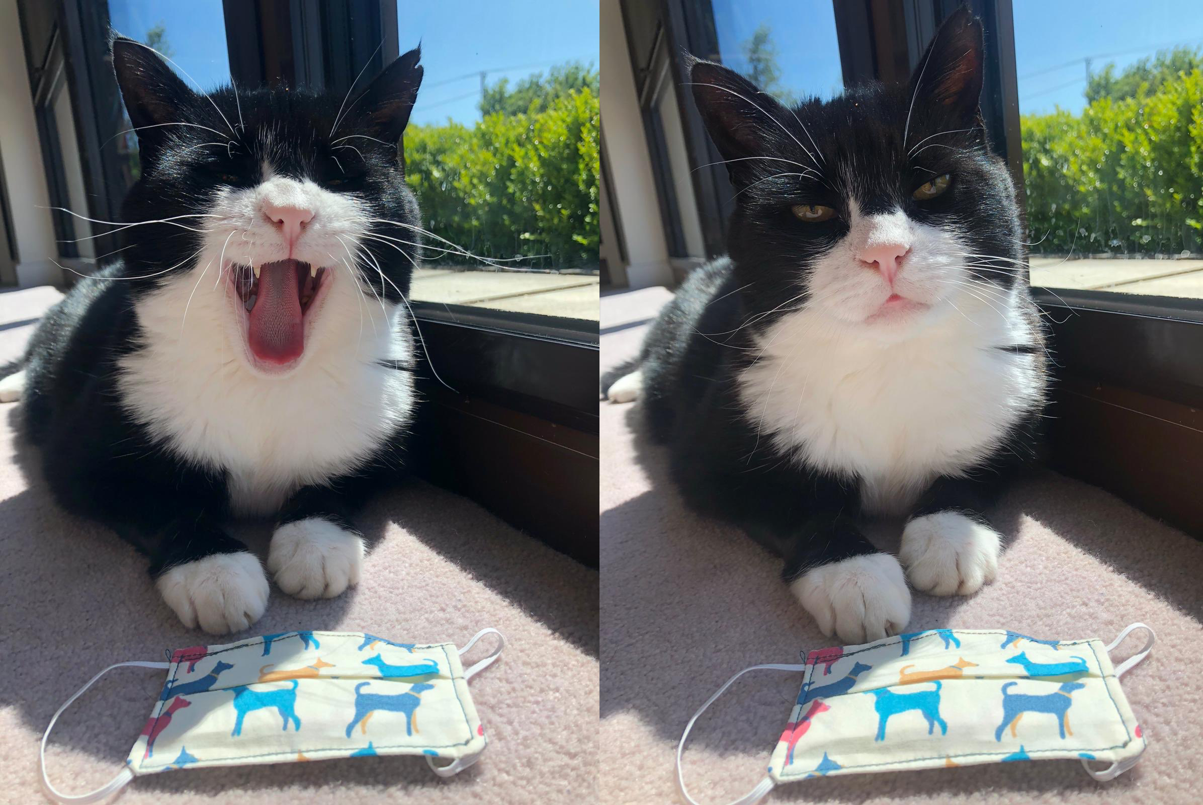 Кіт обіймав посаду мишолова з 2016 року - фото 1