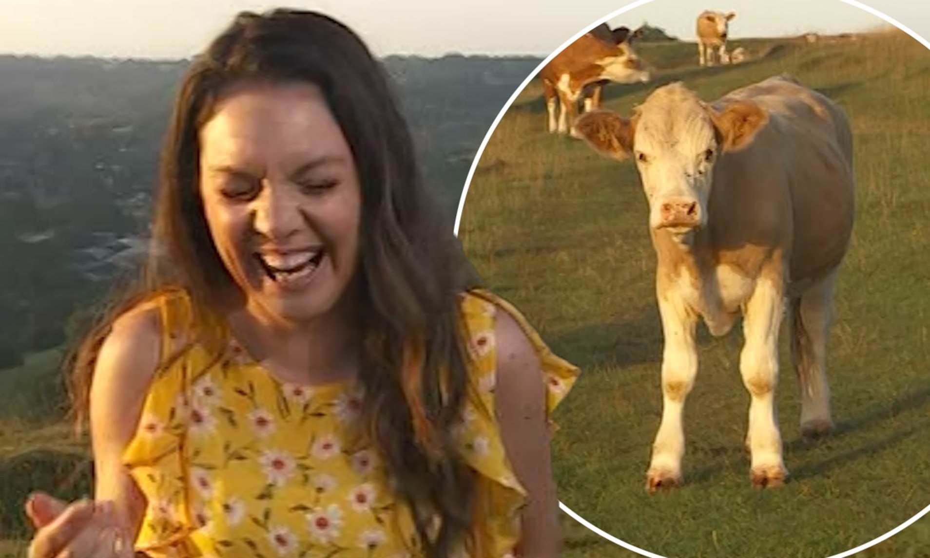 Прямий ефір прогнозу погоди зірвали корови: відео