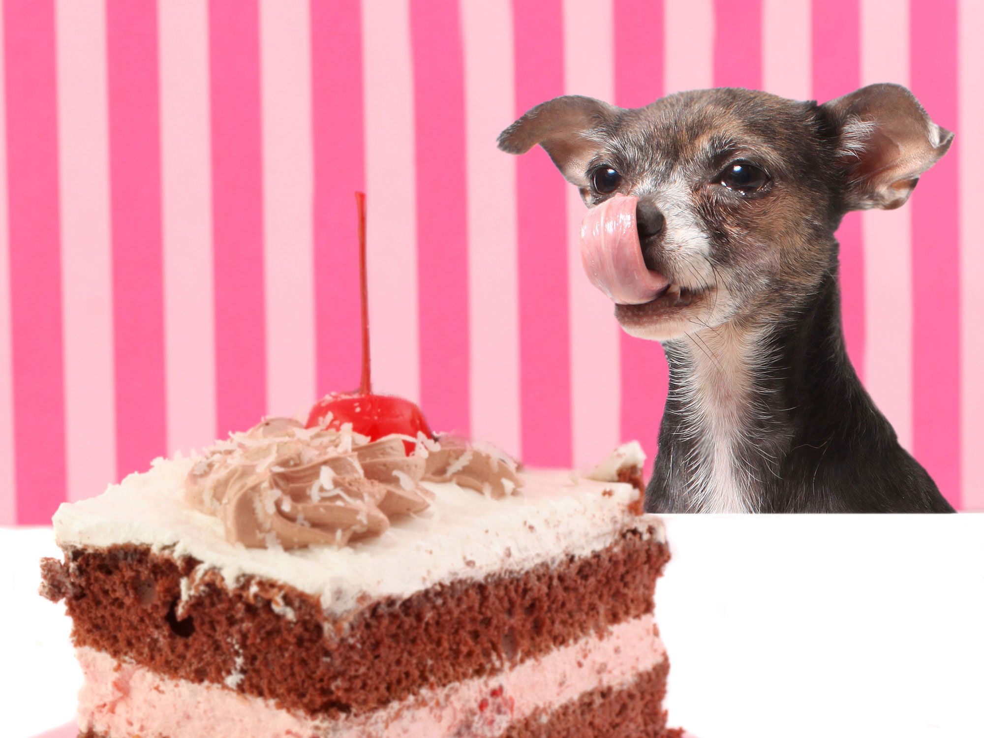 Солодке - фото 1