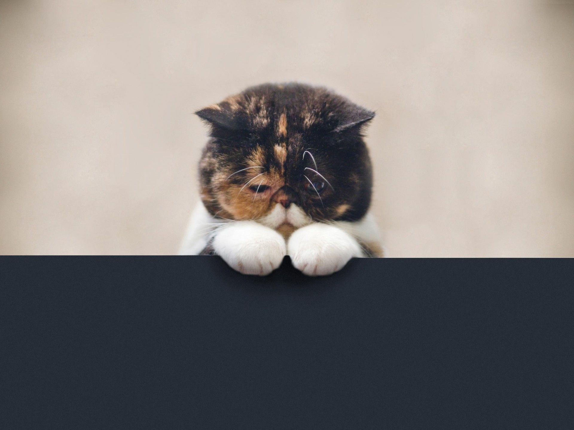 Ці знаки Зодіаку найбільш вразливі