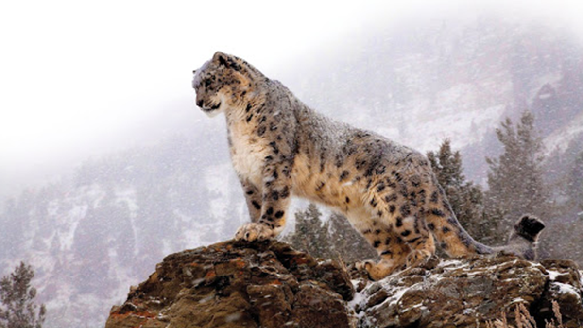 Знайдіть снігового барса: нова оптична ілюзія збентежила користувачів Reddit