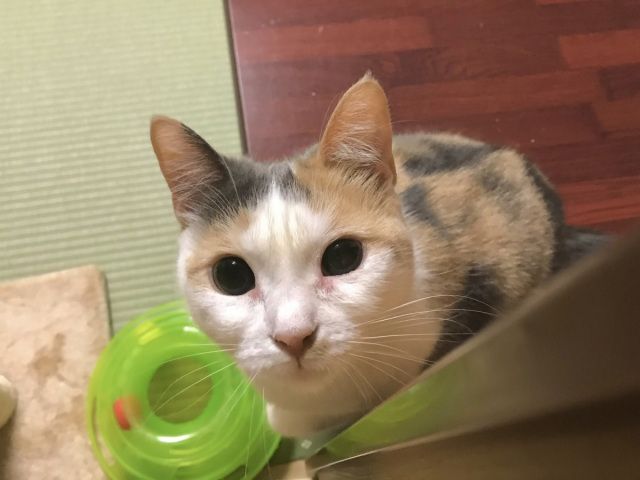 Готель у Японії пропонує орендувати на ніч кота - фото 421202