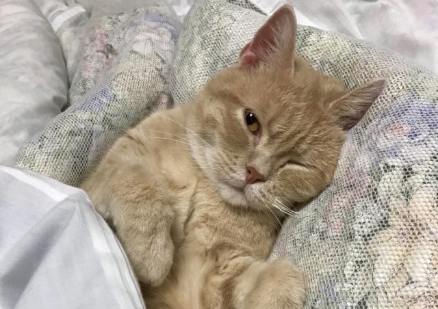 Готель у Японії пропонує орендувати на ніч кота - фото 421203