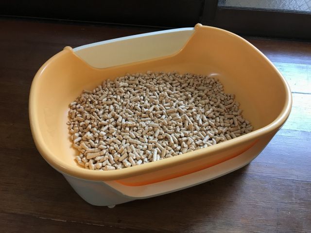 Готель у Японії пропонує орендувати на ніч кота - фото 421206