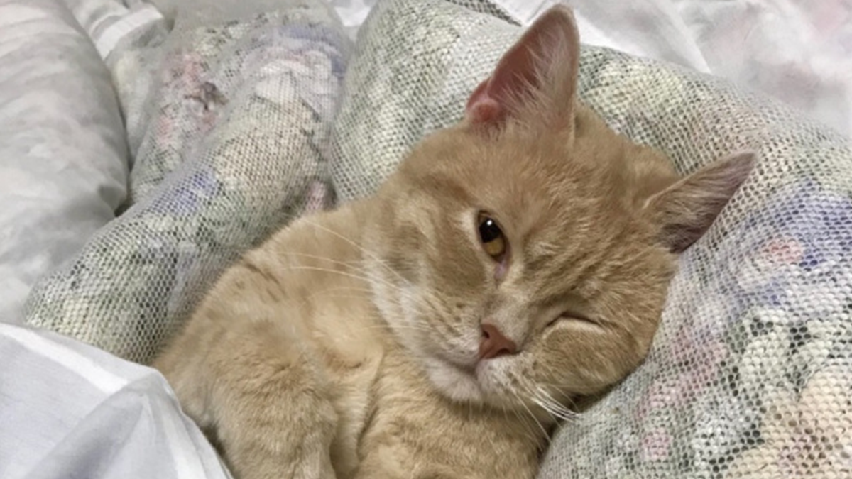 Готель у Японії пропонує орендувати на ніч кота