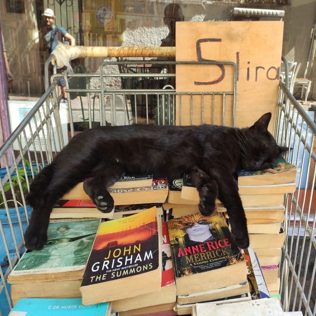 Коти – справжня окраса Стамбулу - фото 421485