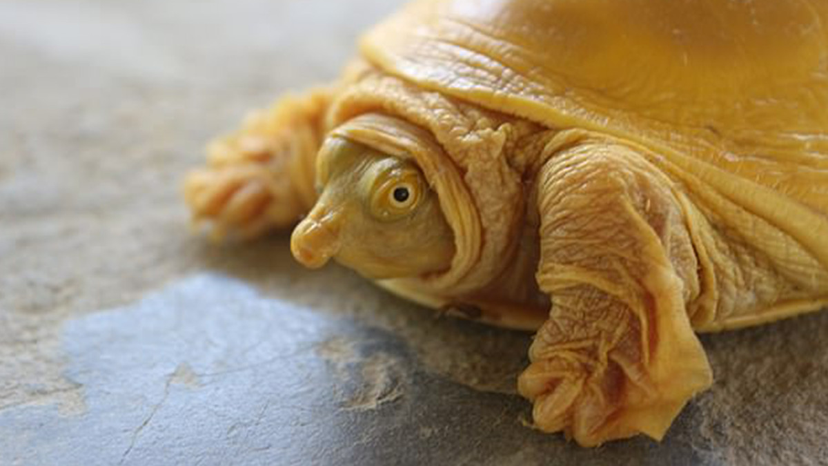 У Непалі знайшли золоту черепаху: фотофакт - фото 1