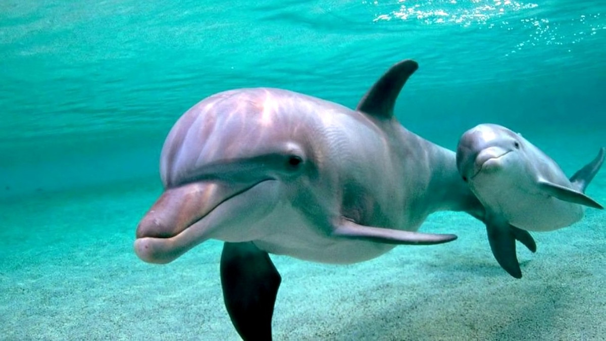 У Бердянську дельфіни влаштували вражаючі ігри з відпочиваючими: відео - фото 1