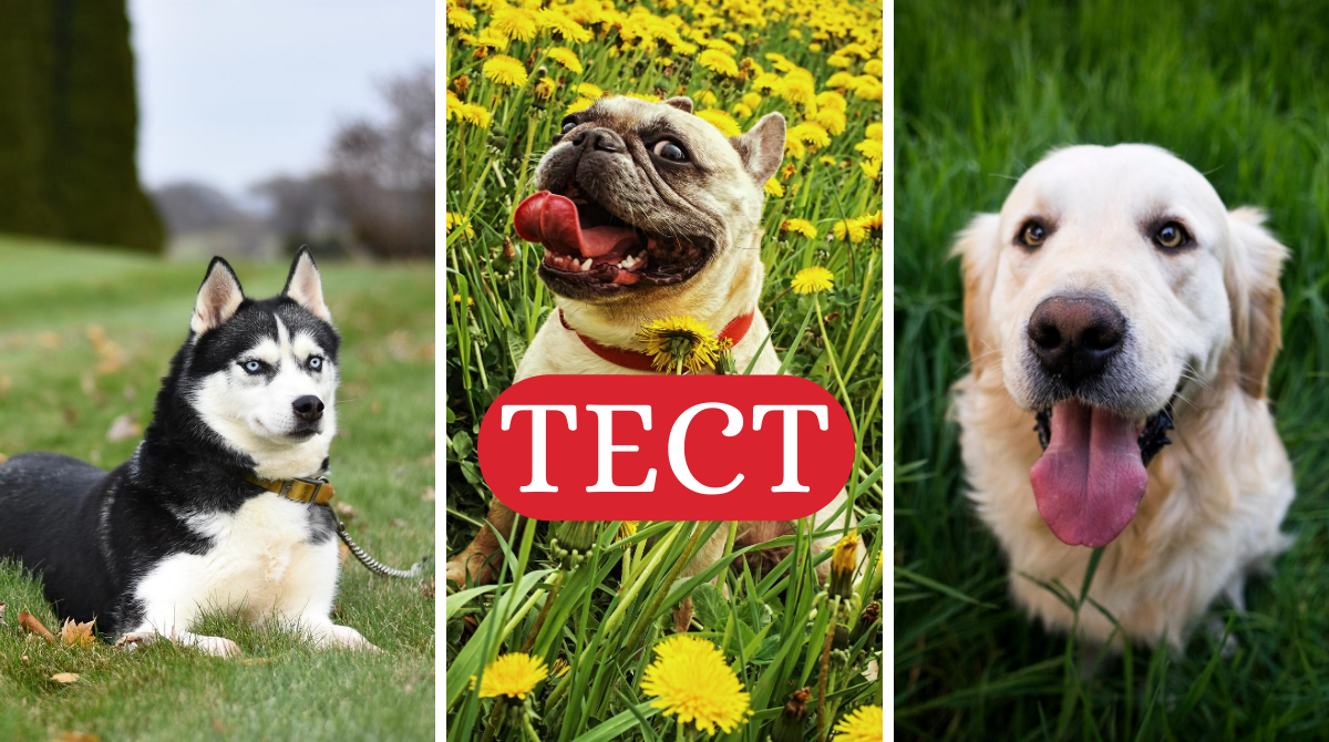 породи собак з кіно - фото 1