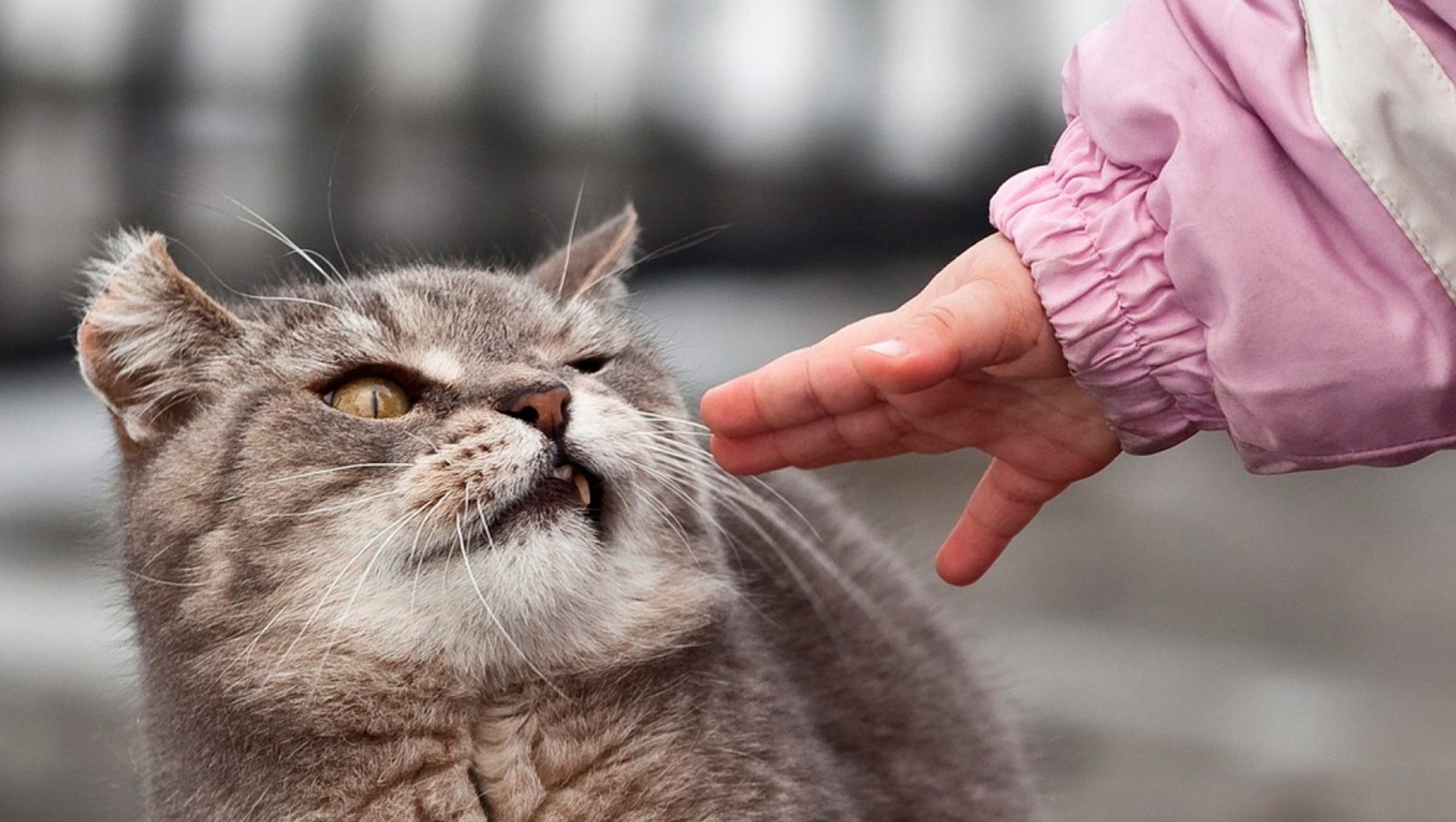 Як правильно гладити кота: пояснення з наукової точки зору