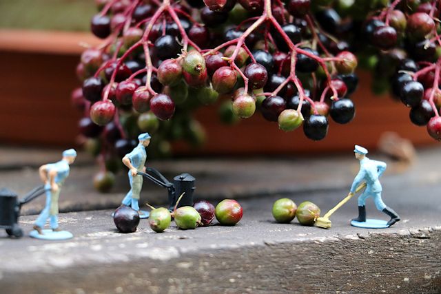 Місячний посівний календар на вересень 2020: коли і що садити - фото 422075