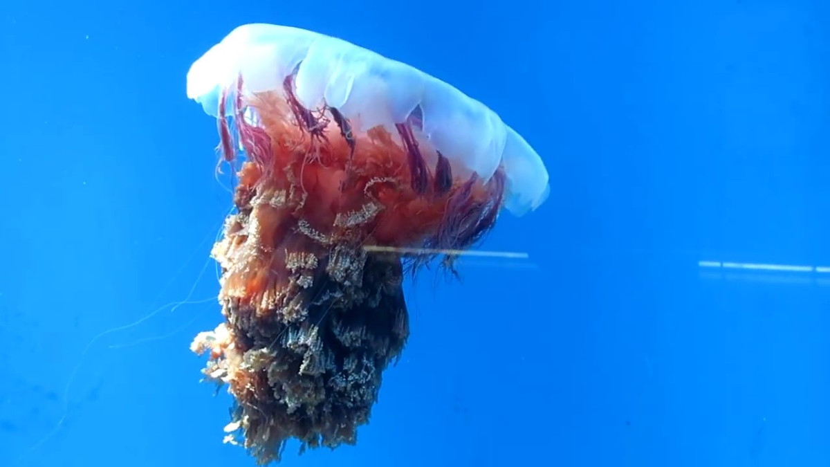Мешканки Ірландії випадково зняли на відео найбільшу у світі медузу - фото 1