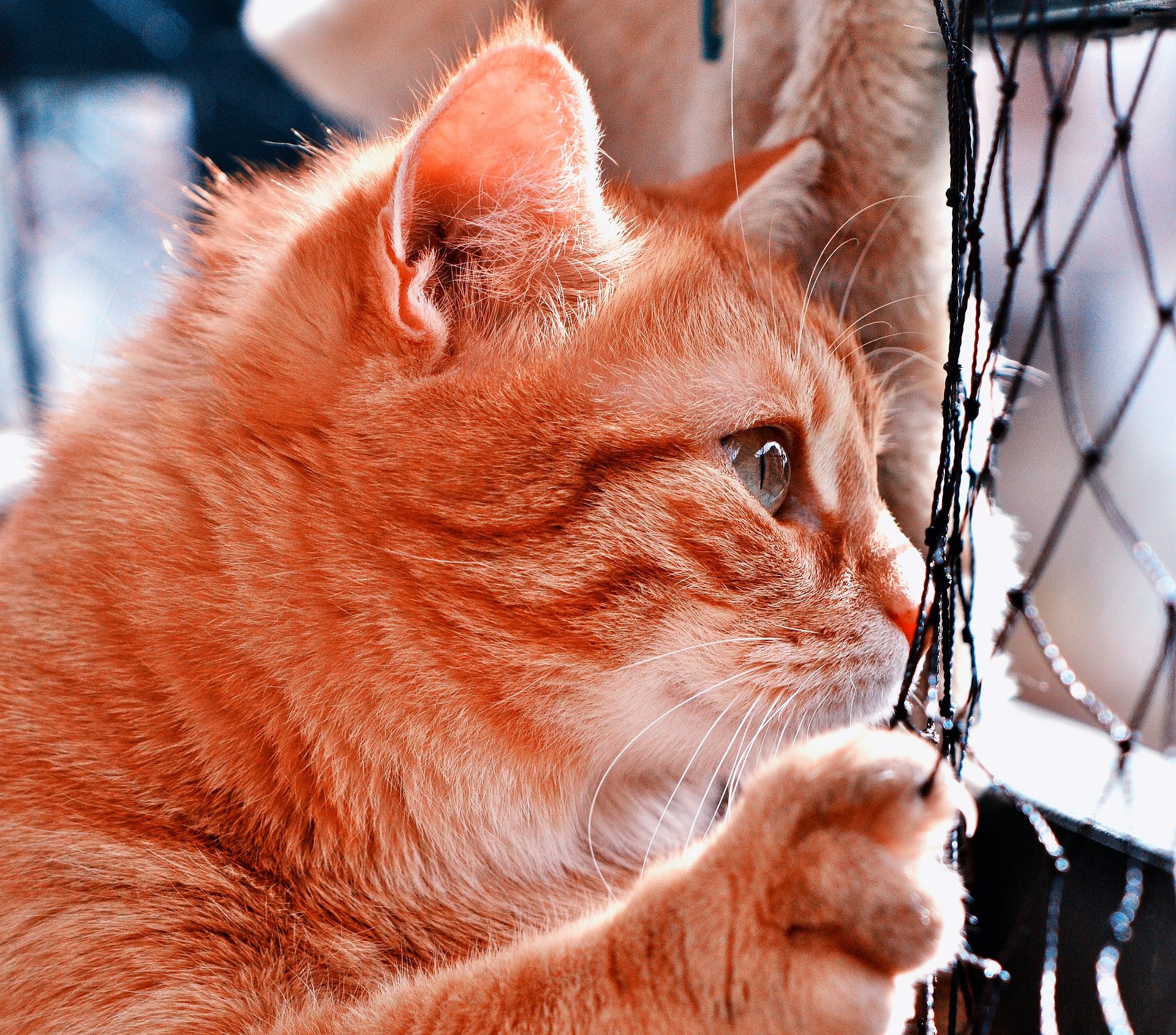 Боротьба кота з воротами розсмішила мережу (відео)