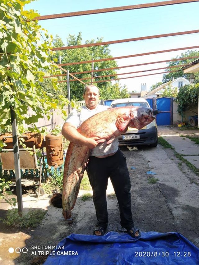 Житель Чернігівщини упіймав гігантського сома: вражаючі фото - фото 423029