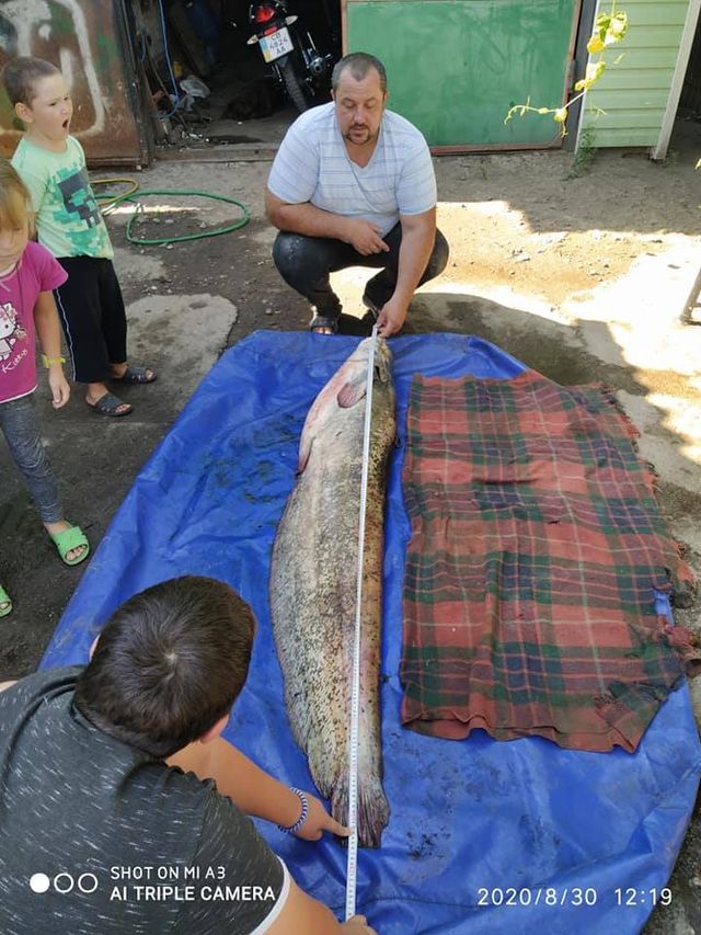 Житель Чернігівщини упіймав гігантського сома: вражаючі фото - фото 423030