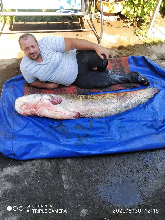 Житель Чернігівщини упіймав гігантського сома: вражаючі фото - фото 423032