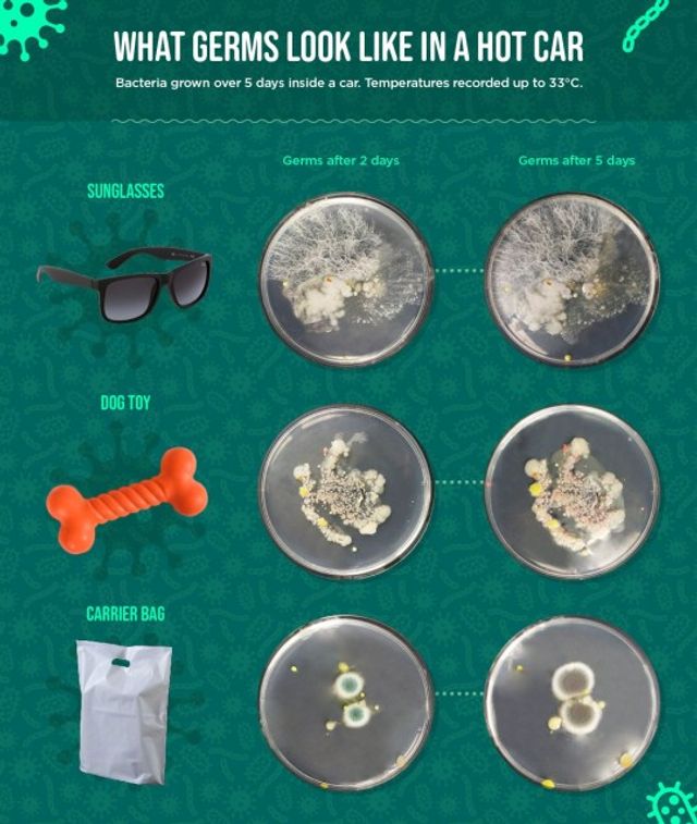 Чому не варто залишати будь-які речі в машині: нове дослідження (фото) - фото 423056