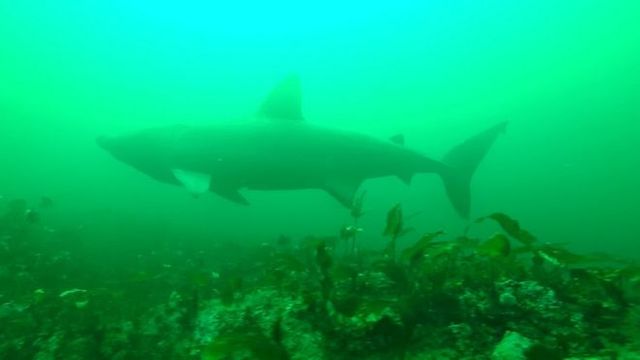 У Шотландії на морські фотопастки вдалося зняти гігантських акул - фото 423311