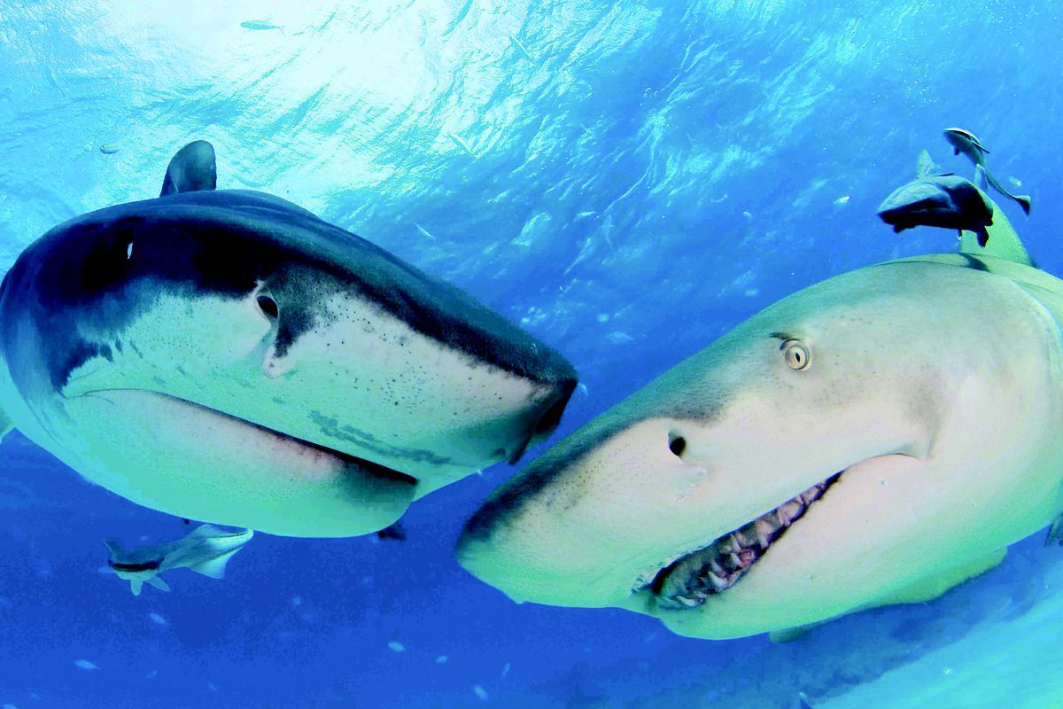 Спостереження за акалуми біля узбережжя Шотландії - фото 1