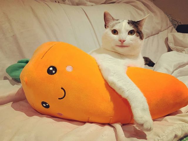 Кумедний кіт прославився завдяки широкій посмішці: веселі кадри - фото 423333