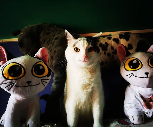 Кумедний кіт прославився завдяки широкій посмішці: веселі кадри - фото 423334