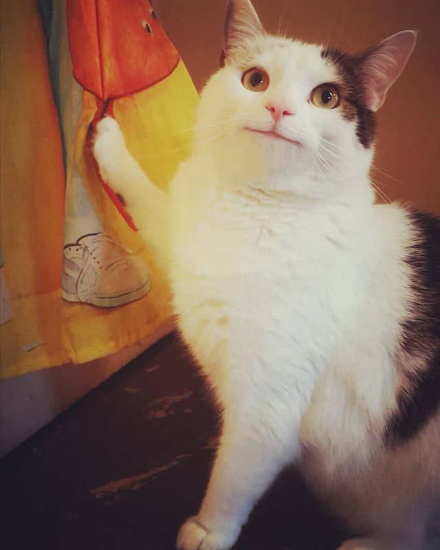 Кумедний кіт прославився завдяки широкій посмішці: веселі кадри - фото 423335