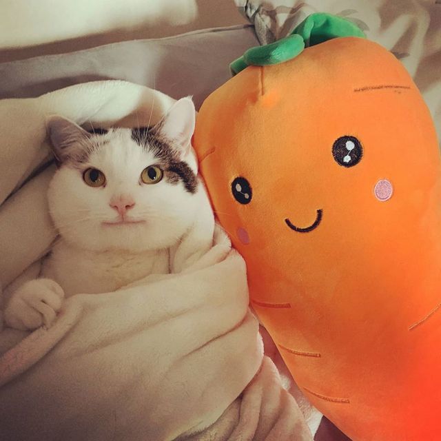 Кумедний кіт прославився завдяки широкій посмішці: веселі кадри - фото 423337