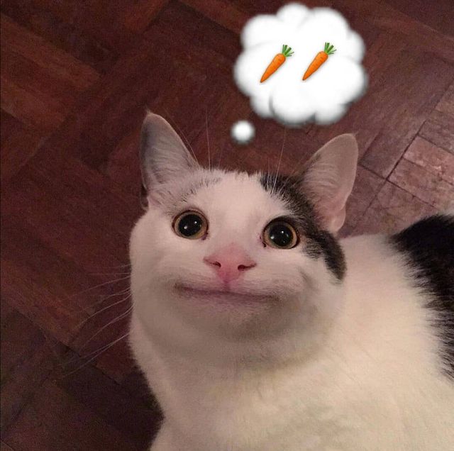 Кумедний кіт прославився завдяки широкій посмішці: веселі кадри - фото 423338