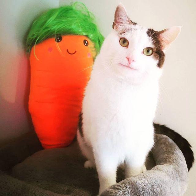 Кумедний кіт прославився завдяки широкій посмішці: веселі кадри - фото 423339