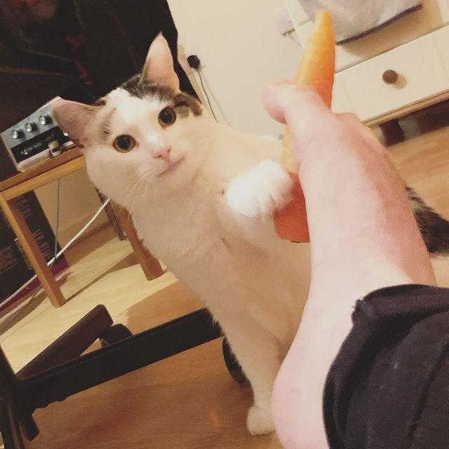 Кумедний кіт прославився завдяки широкій посмішці: веселі кадри - фото 423340