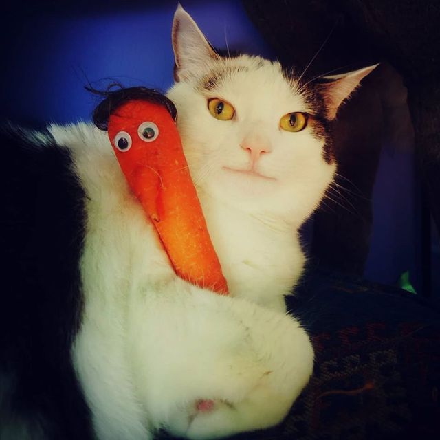 Кумедний кіт прославився завдяки широкій посмішці: веселі кадри - фото 423341