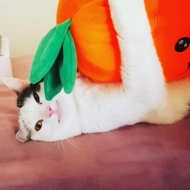 Кумедний кіт прославився завдяки широкій посмішці: веселі кадри - фото 423342