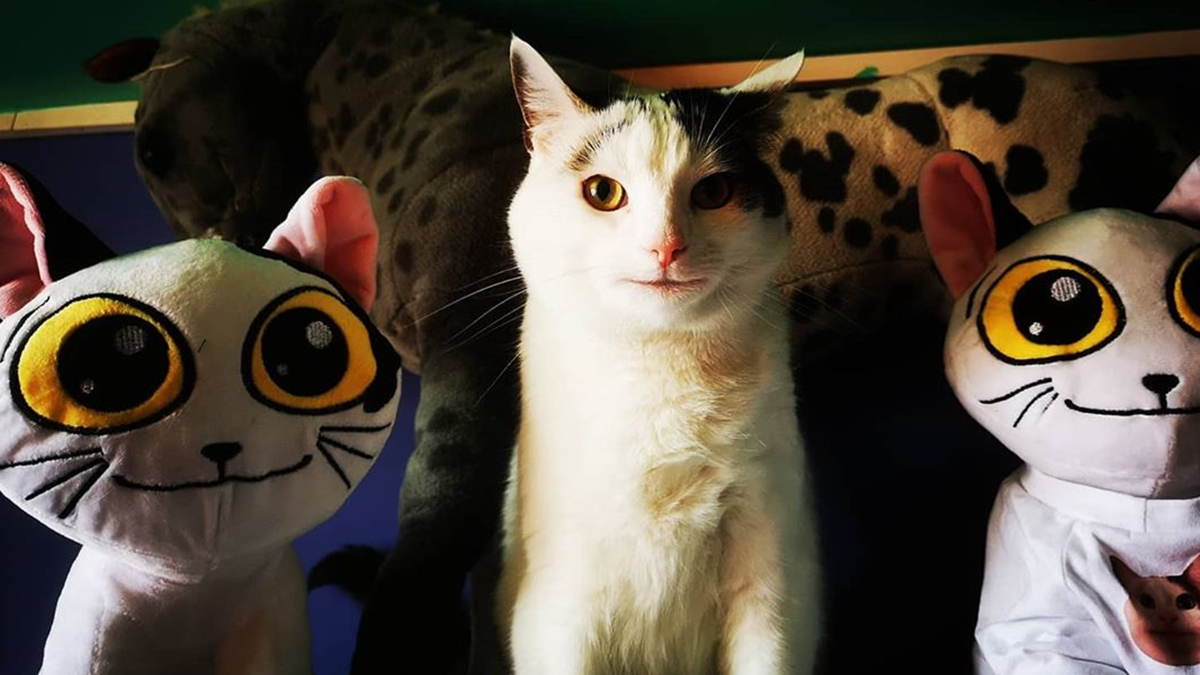 Кумедний кіт прославився завдяки широкій посмішці: веселі кадри