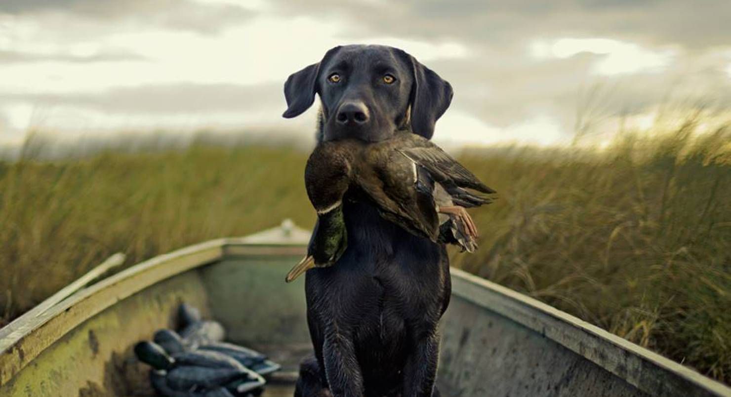 Герцоги Кембридзькі взяли принца Джорджа на полювання: зоозахисники їх розкритикували