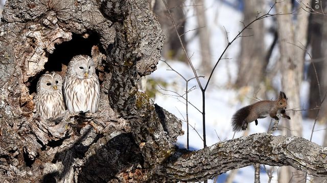 Wildlife Photographer of the Year: 13-річний фотограф став одним з переможців конкурсу - фото 423636