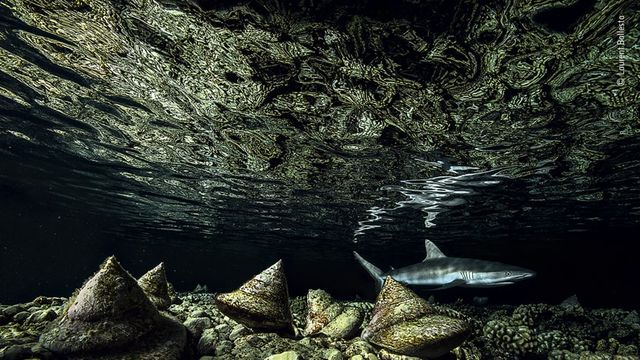 Wildlife Photographer of the Year: 13-річний фотограф став одним з переможців конкурсу - фото 423639