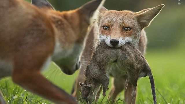 Wildlife Photographer of the Year: 13-річний фотограф став одним з переможців конкурсу - фото 423642