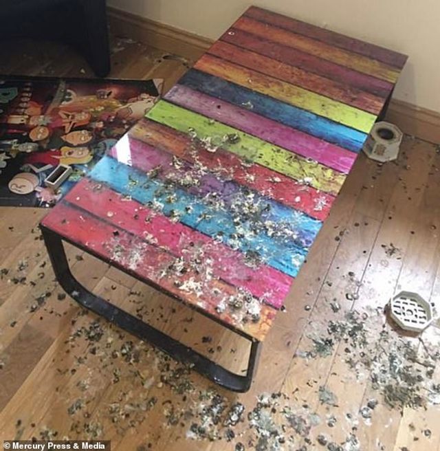 Студента шокував стан його квартири після п'яти місяців карантину: фото - фото 423725