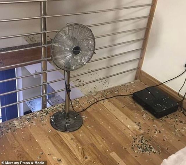 Студента шокував стан його квартири після п'яти місяців карантину: фото - фото 423728