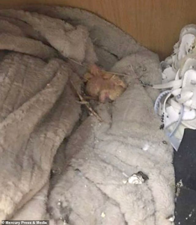 Студента шокував стан його квартири після п'яти місяців карантину: фото - фото 423729